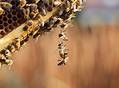 Zielona Inicjatywa Polimarky - Pszczoły Ruszają Do Miast