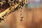 Zielona Inicjatywa Polimarky - Pszczoły Ruszają Do Miast